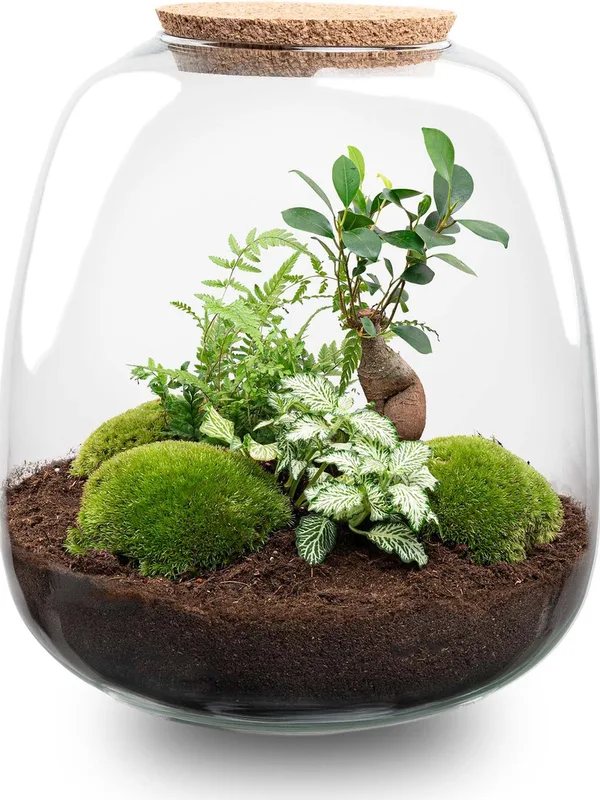Terrariums